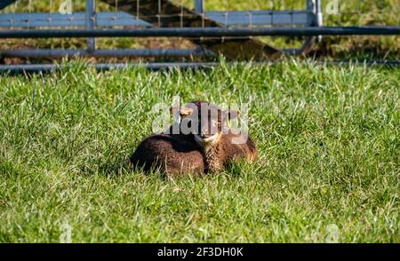 Shetland Schafe Zwillingslämmer braun liegend in grasbewachsenen Feld in Spring Sunshine, East Lothian, Schottland, Großbritannien Stockfoto