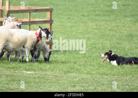 Scottish National Dog Trials, Stranraer, Schottland Stockfoto