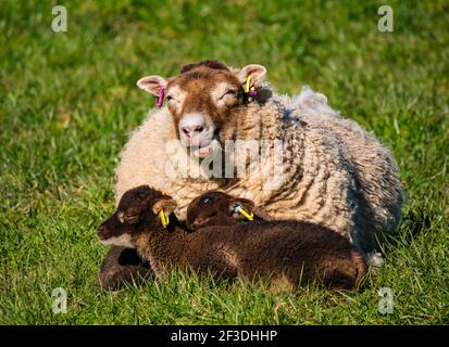 Shetland Schafe Zwillingslämmer braun liegend in grasbewachsenen Feld mit Mutter Mutterschafe im Frühling Sonnenschein, East Lothian, Schottland, Großbritannien Stockfoto