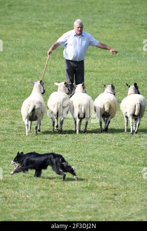 Scottish National Dog Trials, Stranraer, Schottland Stockfoto