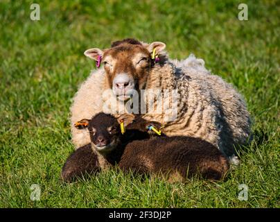 Shetland Schafe Zwillingslämmer braun liegend in grasbewachsenen Feld mit Mutter Mutterschafe im Frühling Sonnenschein, East Lothian, Schottland, Großbritannien Stockfoto