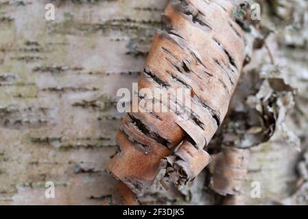 Nahansicht einer engen Locke einer weißen Birke, die Rinde abgibt. Stockfoto