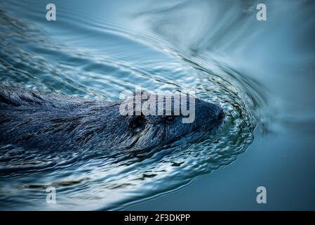 Nahaufnahme der Tierwelt des schwimmenden Fischotters, der Wellen auf der Wasseroberfläche macht. Wildwassertier in natürlichem Lebensraum. Stockfoto