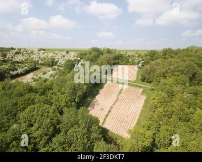 Drohnenansicht eines kleinen Weinbergs, umgeben von grünen Bäumen. Weinbau an steilen Hängen. Französische Landschaft im Frühling. Stockfoto