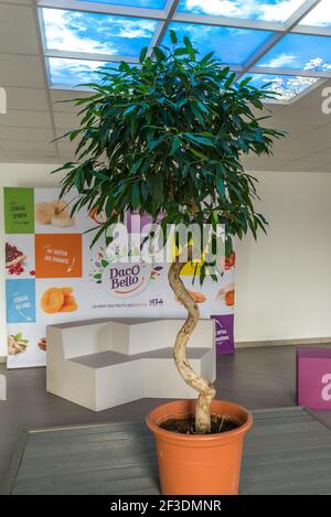 Groe Pflanze wchst aus Blumentopf drinnen. Baum, der auf dem Korridor  unter dem Flachdach steht. Natrliches Licht im Gebudeinneren  Stockfotografie - Alamy