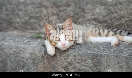 Niedliches Katzenkätzchen, gestromt mit weiß, faul auf einer steinigen Treppe ruhend, oben mit breiten gelben Augen blickend Stockfoto