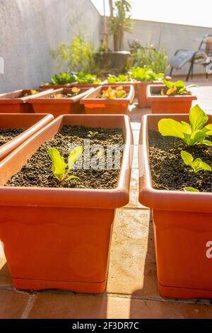 Blick auf einen städtischen Garten, der auf der Terrasse seines Hauses in Kunststofftöpfen aufgestellt ist, mit wachsenden Salaten im Vordergrund. Selektiver Fokus. Eco Food-Konzept Stockfoto