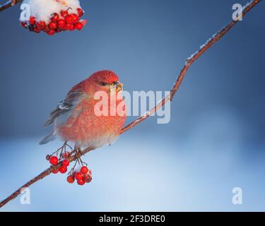 Ein männlicher Kiefernrosbeak (Pinicola enucleator) Auf gefrorenen Vogelbeeren gelegen Stockfoto