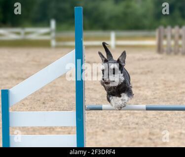 Ein Zwergschnauzer-Hund, der über eine Agilität-Hürde springt Stockfoto