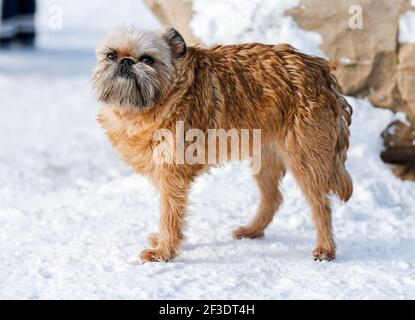 Griffon Bruxellois wartet im Winter auf den Besitzer Wald Stockfoto