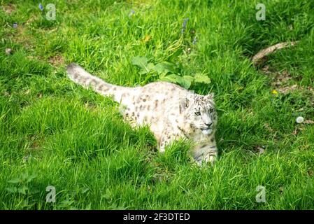 Schneeleopard in einem grasbewachsenen Feld, konzentriert und bereit, seine Beute zu jagen. Stockfoto
