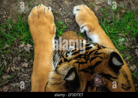 Draufschuss des Kopfes eines Tigers und seiner Pfoten. Stockfoto