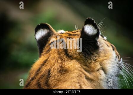 Nahaufnahme, vergrößerte Aufnahme des Hinterkopfs eines bengalischen Tigers. Stockfoto