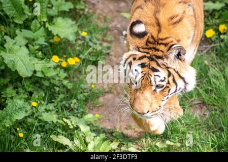 Bengal Tiger geht auf einem Pfad, während er seine Beute betrachtet. Stockfoto