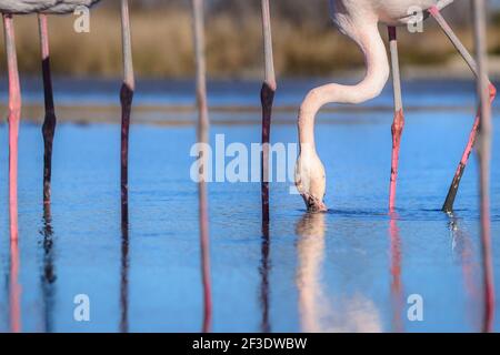 Low-Angle-Ansicht von Flamingo Suche Nahrung unter Wasseroberfläche. Wilde Vögel stehen im seichten Wasser. Stockfoto