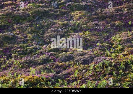 Heide Landschaft im warmen Abendlicht auf dem Cap Frehel, Bretagne, Frankreich Europa Stockfoto