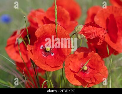 Roter Maismohn, Papaver rhoeas, in einer Nahaufnahme Stockfoto