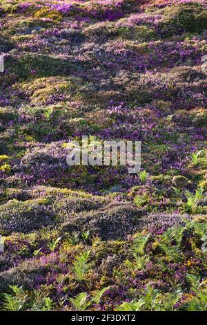 Blühende Heide im warmen Abendlicht auf dem Cap Frehel Hochplateau. Stockfoto