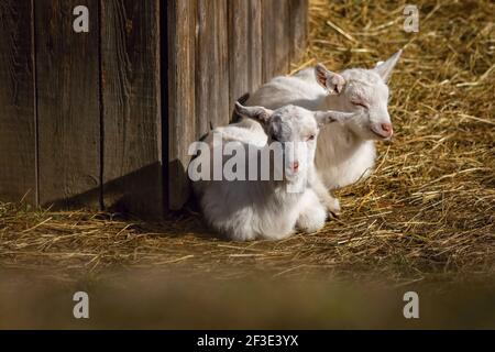 Zwei süße junge weiße Ziegen schlafen auf dem Boden mit gelbem Heu bedeckt. Sonniger Frühlingstag auf einem Bauernhof. Holzschuppen im Hintergrund. Stockfoto