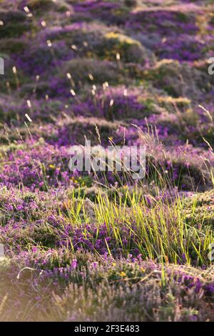 Gras und blühende Heide im warmen Abendlicht auf dem Hochplateau Cap Frehel, Bretagne, Frankreich. Stockfoto