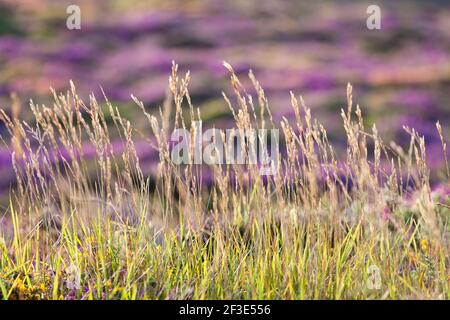 Gras und blühende Heide im warmen Abendlicht auf dem Hochplateau Cap Frehel, Bretagne, Frankreich. Stockfoto