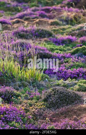 Blühende Heide im warmen Abendlicht auf dem Cap Frehel Hochplateau. Stockfoto