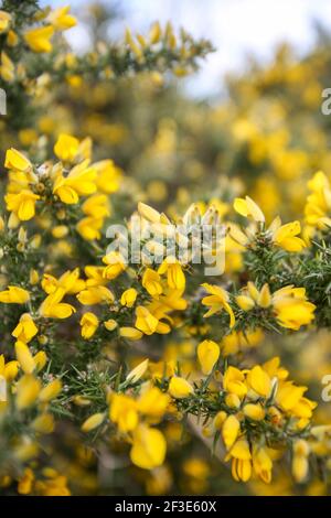 Gorse im Frühling Stockfoto