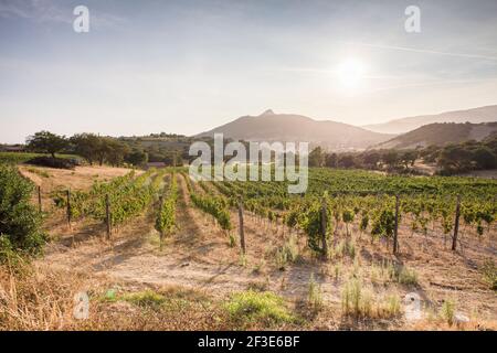 Ein Weinberg in der Landschaft Sardiniens, mit Blick auf die Berge im Hintergrund Stockfoto
