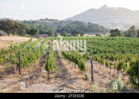 Ein Weinberg in der Landschaft Sardiniens, mit Blick auf die Berge im Hintergrund Stockfoto