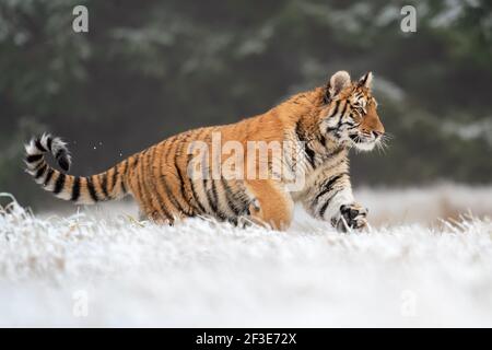 Der junge sibirische Tiger läuft von der Seite. Winterszene in natürlichem Lebensraum Stockfoto