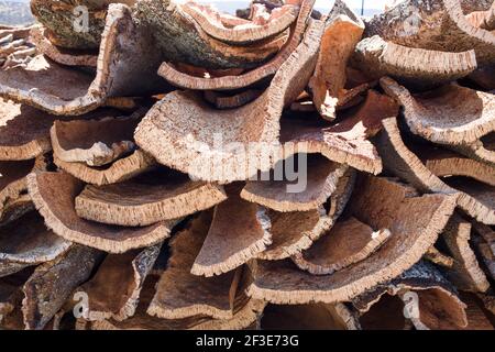 Trocknungsstreifen von Korkrinde Stockfoto