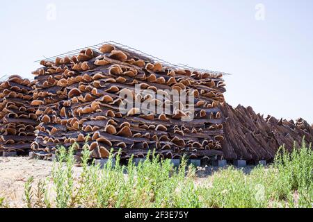 Trocknungsstreifen von Korkrinde Stockfoto