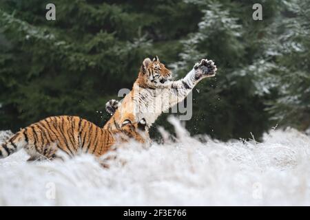 Zwei sibirische Tiger, die im Schnee spielen. Tiger fängt Schnee an seinen Pfoten. Stockfoto