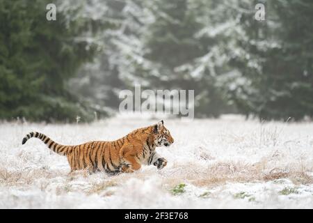 Sibirischer Tiger läuft im Schnee. Ein gefährliches Tier in seinem natürlichen Lebensraum. Schnee und Kälte. Stockfoto