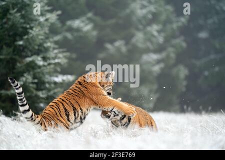 Zwei sibirische Tiger spielen am verschneiten Wintertag. Panthera tigris altaica. Stockfoto