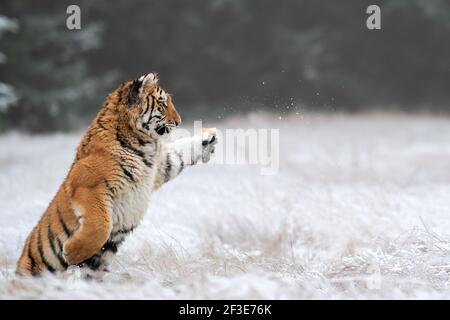 Junger sibirischer Tiger spielt im Winter. Amur Tiger steht auf seiner Hinterhand mit einer Pfote Stockfoto