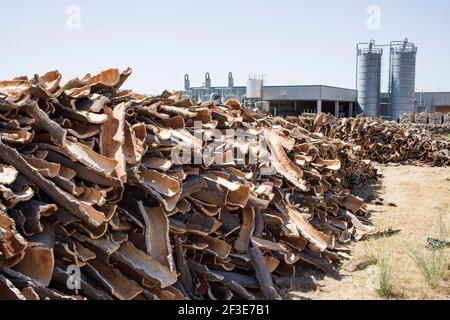 Trocknungsstreifen von Korkrinde Stockfoto