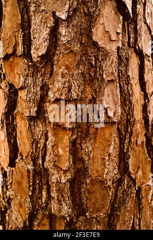 Detail der Baumrinde in Johnson Park, Raleigh, North Carolina, USA Stockfoto