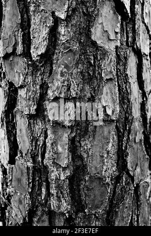 Detail der Baumrinde in Johnson Park, Raleigh, North Carolina, USA Stockfoto