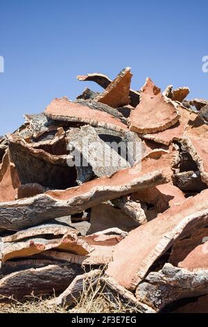 Trocknungsstreifen von Korkrinde Stockfoto