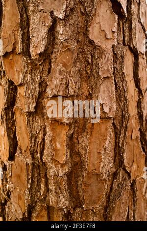 Detail der Baumrinde in Johnson Park, Raleigh, North Carolina, USA Stockfoto