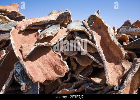 Trocknungsstreifen von Korkrinde Stockfoto