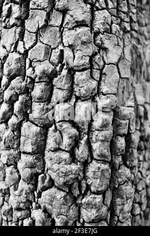 Detail der Baumrinde in Johnson Park, Raleigh, North Carolina, USA Stockfoto