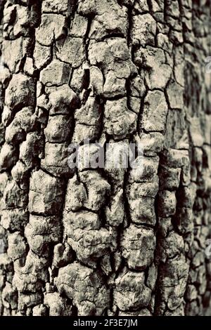 Detail der Baumrinde in Johnson Park, Raleigh, North Carolina, USA Stockfoto