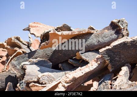 Trocknungsstreifen von Korkrinde Stockfoto