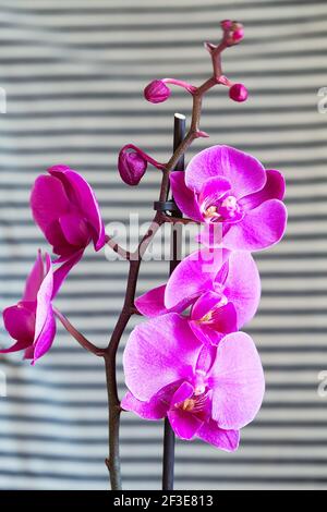 Lila Orchidee Blume phalaenopsis, phalaenopsis oder falah auf dem Fenster. Schmetterlingsorchideen. Violette Orchidee blüht und blüht. Pink Phalaenopsis oder Mo Stockfoto