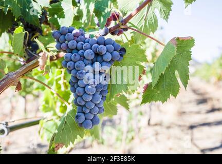 Weinberg in Sardinien Stockfoto