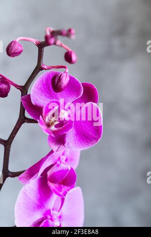 Lila Orchideenblüte phalaenopsis, phalaenopsis oder falah auf einem grauen Hintergrund. Schmetterlingsorchideen. Violette Orchideenblüte und Blüten. Pink Phalaenopsis Stockfoto
