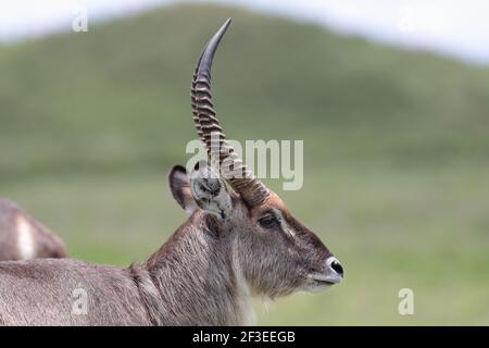 Der Wasserbüffel ist eine große Antilope gefunden weit verbreitet in Afrika südlich der Sahara. Es ist in der Gattung Kobus der Familie Hornträger platziert. Stockfoto