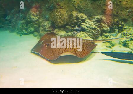 Stingray-Gefleckter Tiger schwimmt auf dem Meeresgrund Flachwasser Stockfoto